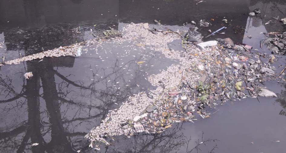 Lakhs of fish were found dead in suspicious circumstances in the Pavdhoi river.
