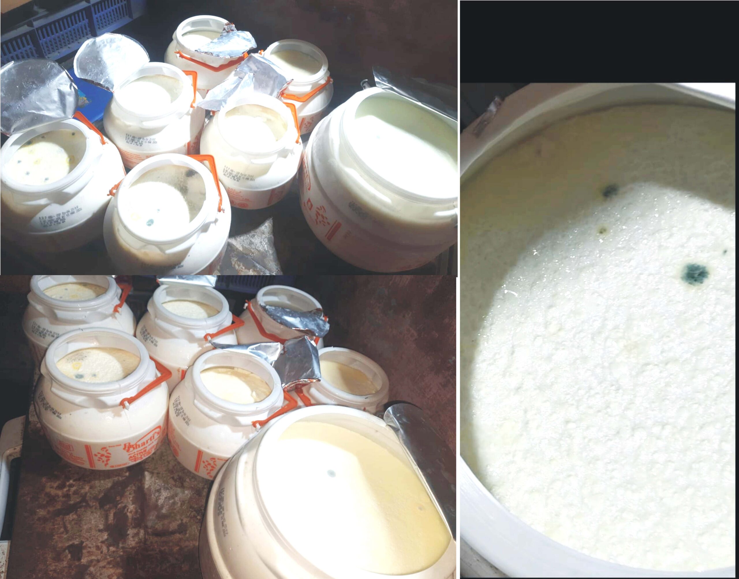 Fungus found in Indian dairy yogurt, packets spoiling before expiry date
