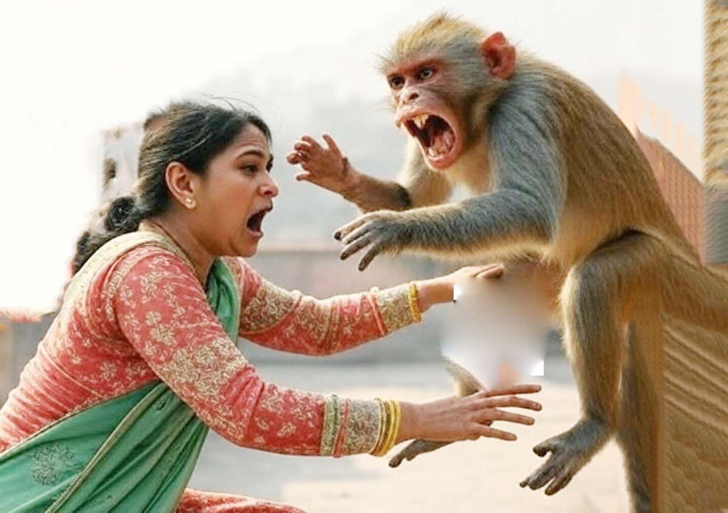 Reign of Terror by Monkeys and Stray Dogs in Company Bagh; Morning Walkers Feel Unsafe