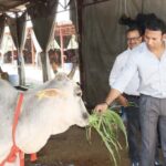 The DM personally fed green fodder to the cows.