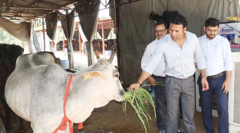 The DM personally fed green fodder to the cows.