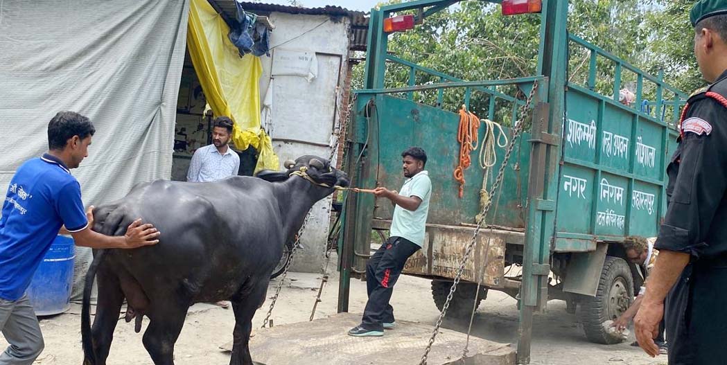 The Municipal Corporation's bulldozer razed the illegal 'Punjabi Dairy' being constructed along the banks of the Dhamola in Gill Colony.